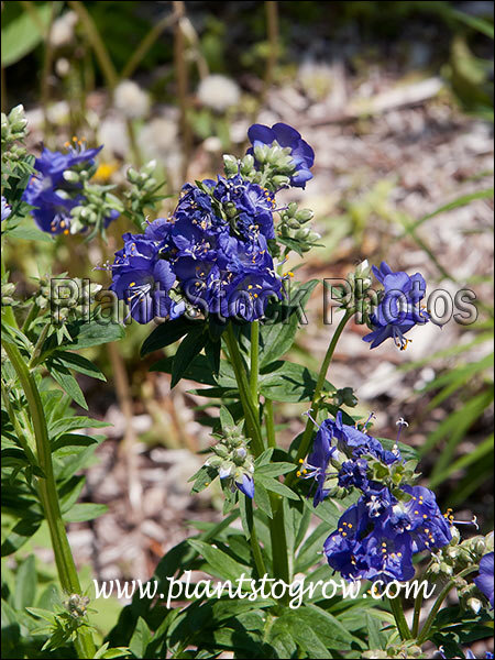 Nice true blue flowers